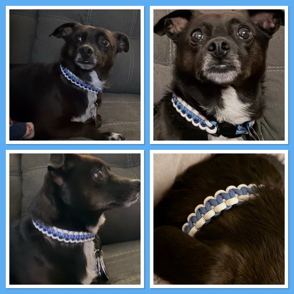Handmade dog collar